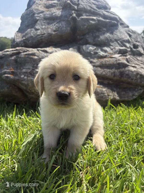 Brown (AKC Champion Pedigree) – Golden Retriever puppy for sale in Hixson, TN