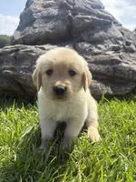 Brown (AKC Champion Pedigree), a male Golden Retriever for sale in Hixson, TN – 1 of 4