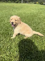 Orange (AKC Champion Bloodline), a male Golden Retriever for sale in Hixson, TN – 3 of 5