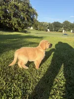 Sunny (AKC Champion Bloodline), a female Golden Retriever for sale in Hixson, TN – 3 of 4