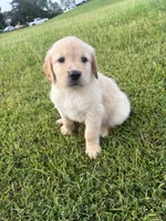 Purple (AKC Champion Bloodline), a female Golden Retriever for sale in Hixson, TN – 4 of 5
