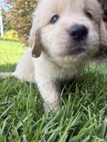 Black (AKC Champion Bloodline), a male Golden Retriever for sale in Hixson, TN – 5 of 6