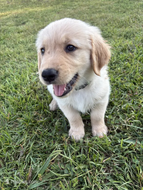Hunter (AKC Champion Bloodline) – Golden Retriever puppy for sale in Hixson, TN
