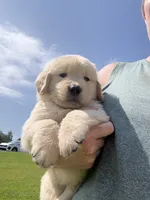 Black (AKC Champion Bloodline), a male Golden Retriever for sale in Hixson, TN – 4 of 6
