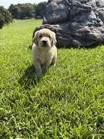 Green (AKC Champion Bloodline), a female Golden Retriever for sale in Hixson, TN – 2 of 4