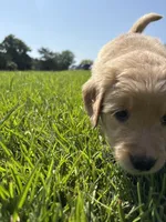 Green (AKC Champion Bloodline), a female Golden Retriever for sale in Hixson, TN – 4 of 4