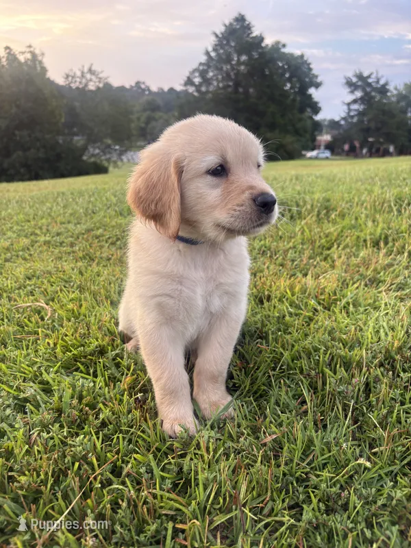 Blue (AKC Champion Pedigree) – Golden Retriever puppy for sale in Hixson, TN