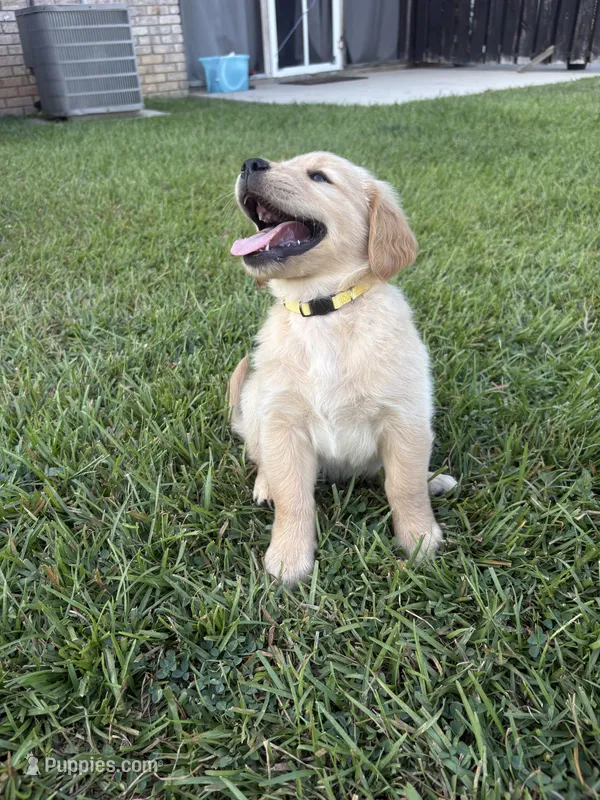 Sunny (AKC Champion Bloodline) – Golden Retriever puppy for sale in Hixson, TN