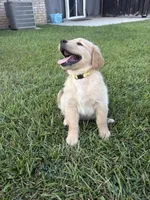 Sunny (AKC Champion Bloodline), a female Golden Retriever for sale in Hixson, TN – 1 of 4