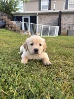 Pink (AKC Champion Bloodline), a female Golden Retriever for sale in Hixson, TN – 4 of 5