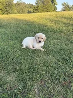 Hunter (AKC Champion Bloodline), a male Golden Retriever for sale in Hixson, TN – 3 of 3
