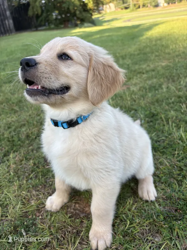 Aquamarine (AKC Champion Pedigree) – Golden Retriever puppy for sale in Hixson, TN