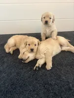 Brown (AKC Champion Pedigree), a male Golden Retriever for sale in Hixson, TN – 4 of 4