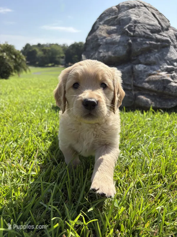 Green (AKC Champion Bloodline) – Golden Retriever puppy for sale in Hixson, TN
