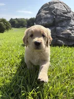 Green (AKC Champion Bloodline), a female Golden Retriever for sale in Hixson, TN – 1 of 4