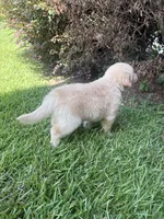 Black (AKC Champion Bloodline), a male Golden Retriever for sale in Hixson, TN – 6 of 6