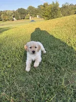 Aquamarine (AKC Champion Pedigree), a female Golden Retriever for sale in Hixson, TN – 2 of 5