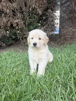 Black (AKC Champion Bloodline), a male Golden Retriever for sale in Hixson, TN – 3 of 6