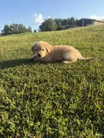 Sunny (AKC Champion Bloodline), a female Golden Retriever for sale in Hixson, TN – 4 of 4