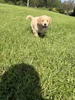 Green (AKC Champion Bloodline), a female Golden Retriever for sale in Hixson, TN – 3 of 4