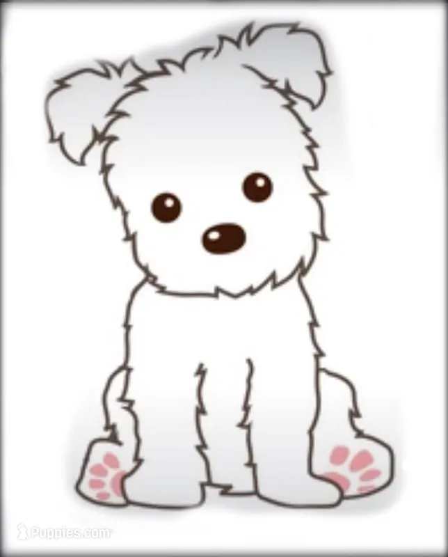 Hannah Grace – Mal Shi puppy for sale in Lena, WI