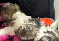 Hannah Grace, a female Mal Shi for sale in Lena, WI – Photo 2 of 2