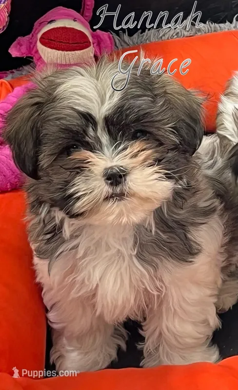 Hannah Grace, a female Mal Shi for sale in Lena, WI – Photo 1 of 2