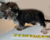 Fair Game, a male Morkie for sale in Lena, WI – Photo 3 of 5