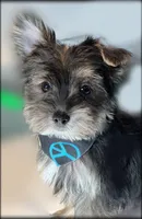 Fair Game, a male Morkie for sale in Lena, WI – Photo 5 of 5