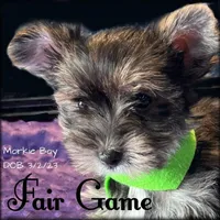 Fair Game, a male Morkie for sale in Lena, WI – Photo 1 of 5
