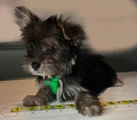 Fair Game, a male Morkie for sale in Lena, WI – Photo 2 of 5