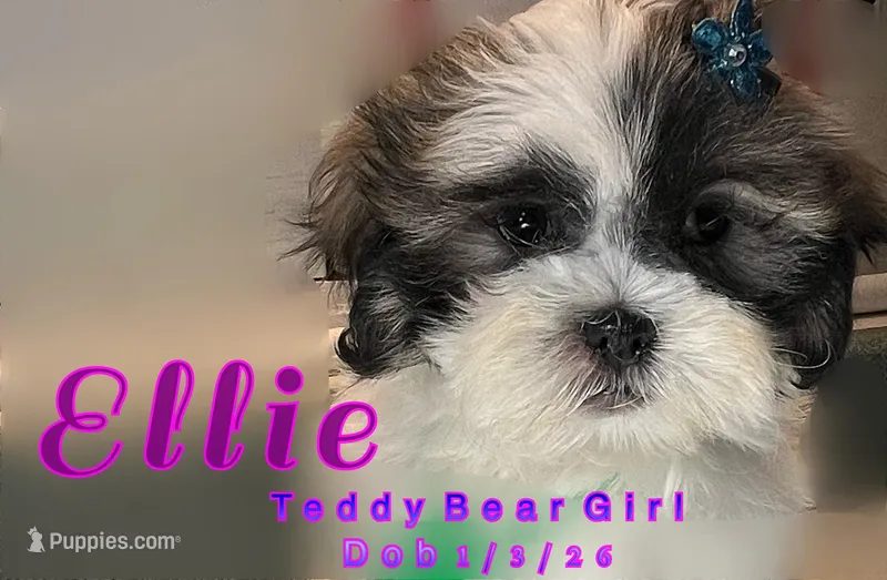 Ellie  – Mal Shi puppy for sale in Lena, WI