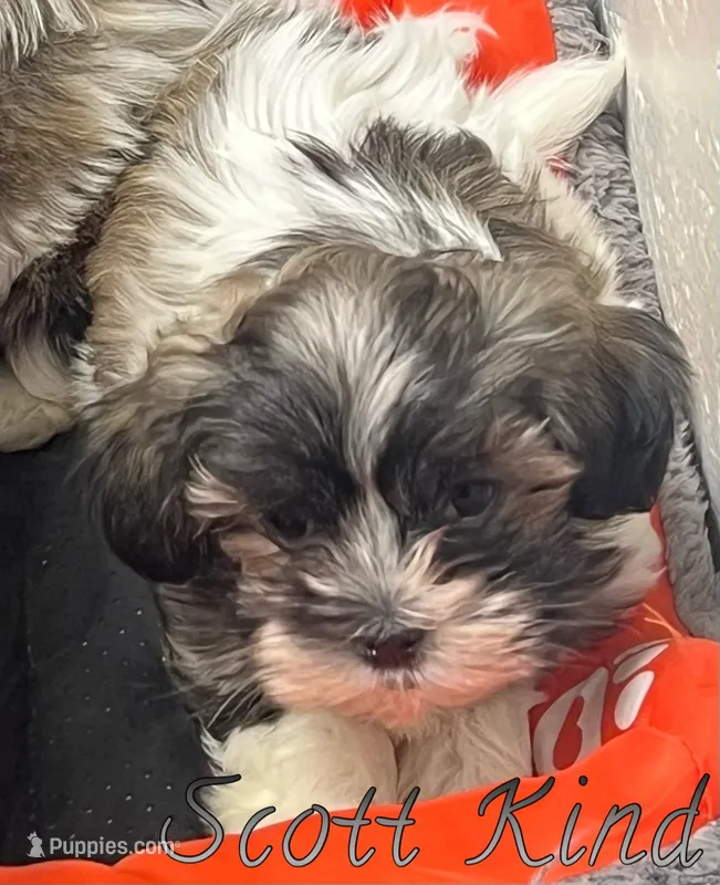 Scott Kind – Mal Shi puppy for sale in Lena, WI