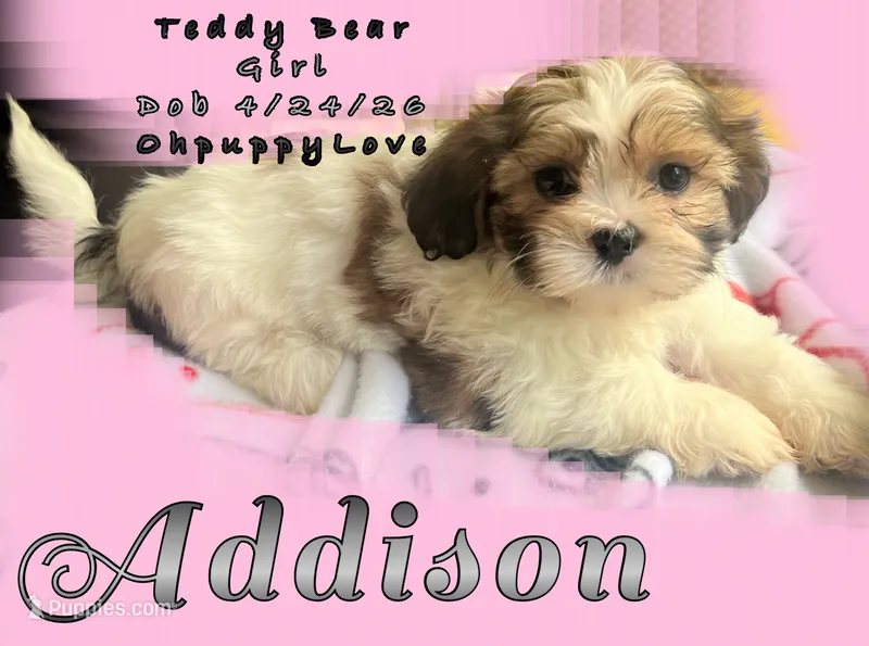 Addison – Mal Shi puppy for sale in Lena, WI