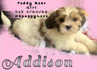 Addison, a female Mal Shi for sale in Lena, WI – 1 of 1