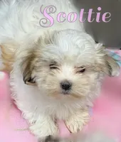 Scottie, a female Mal Shi for sale in Lena, WI – Photo 1 of 2