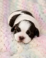 Alyssa, a female Shih Tzu for sale in Austell, GA – 3 of 7
