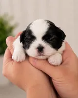 Aaron, a male Shih Tzu for sale in Austell, GA – 2 of 8
