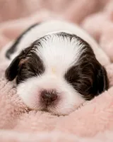 Alyssa, a female Shih Tzu for sale in Austell, GA – 6 of 7