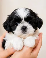 Ramon, a male Shih Tzu for sale in Austell, GA – 3 of 4