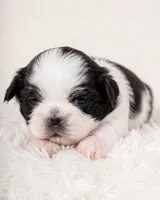 Aaron, a male Shih Tzu for sale in Austell, GA – 8 of 8