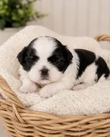 Camellia, a female Shih Tzu for sale in Austell, GA – 4 of 6