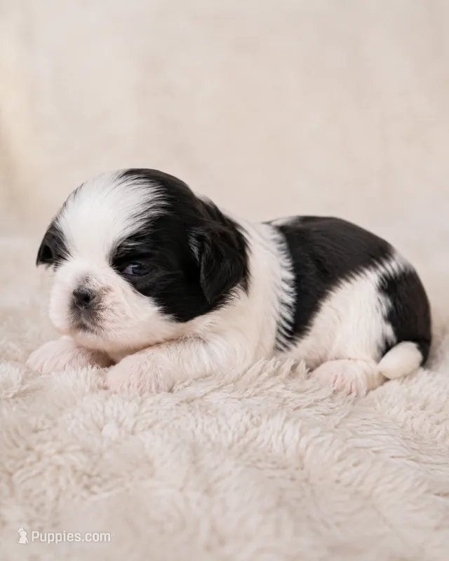 Camellia – Shih Tzu puppy for sale in Austell, GA