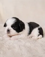 Camellia, a female Shih Tzu for sale in Austell, GA – 1 of 6