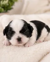 Aaron, a male Shih Tzu for sale in Austell, GA – 3 of 8