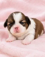 Cynthia, a female Shih Tzu for sale in Austell, GA – 5 of 7