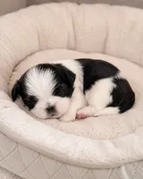 Aaron, a male Shih Tzu for sale in Austell, GA – 4 of 8