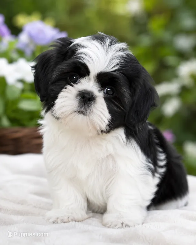 Ramon – Shih Tzu puppy for sale in Austell, GA