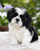 Ramon, a male Shih Tzu for sale in Austell, GA – 1 of 4