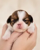 Cynthia, a female Shih Tzu for sale in Austell, GA – 3 of 7